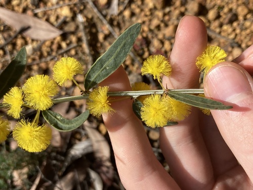 Acacia nervosa (Acacia nervosa)