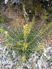 Acacia nervosa (Acacia nervosa)