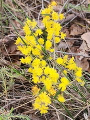 Acacia nervosa (Acacia nervosa)