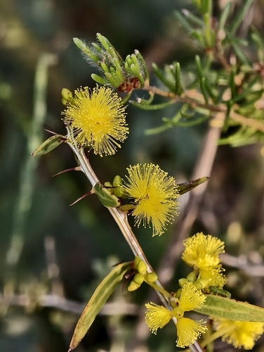 Acacia nervosa (Acacia nervosa)