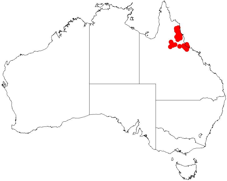 Acacia nesophila: Acacia nesophila occurrence data from Australasian Virtual Herbarium downloaded from https://doi.org/10.26197/5c0b1388984eb on 8 December 2018
