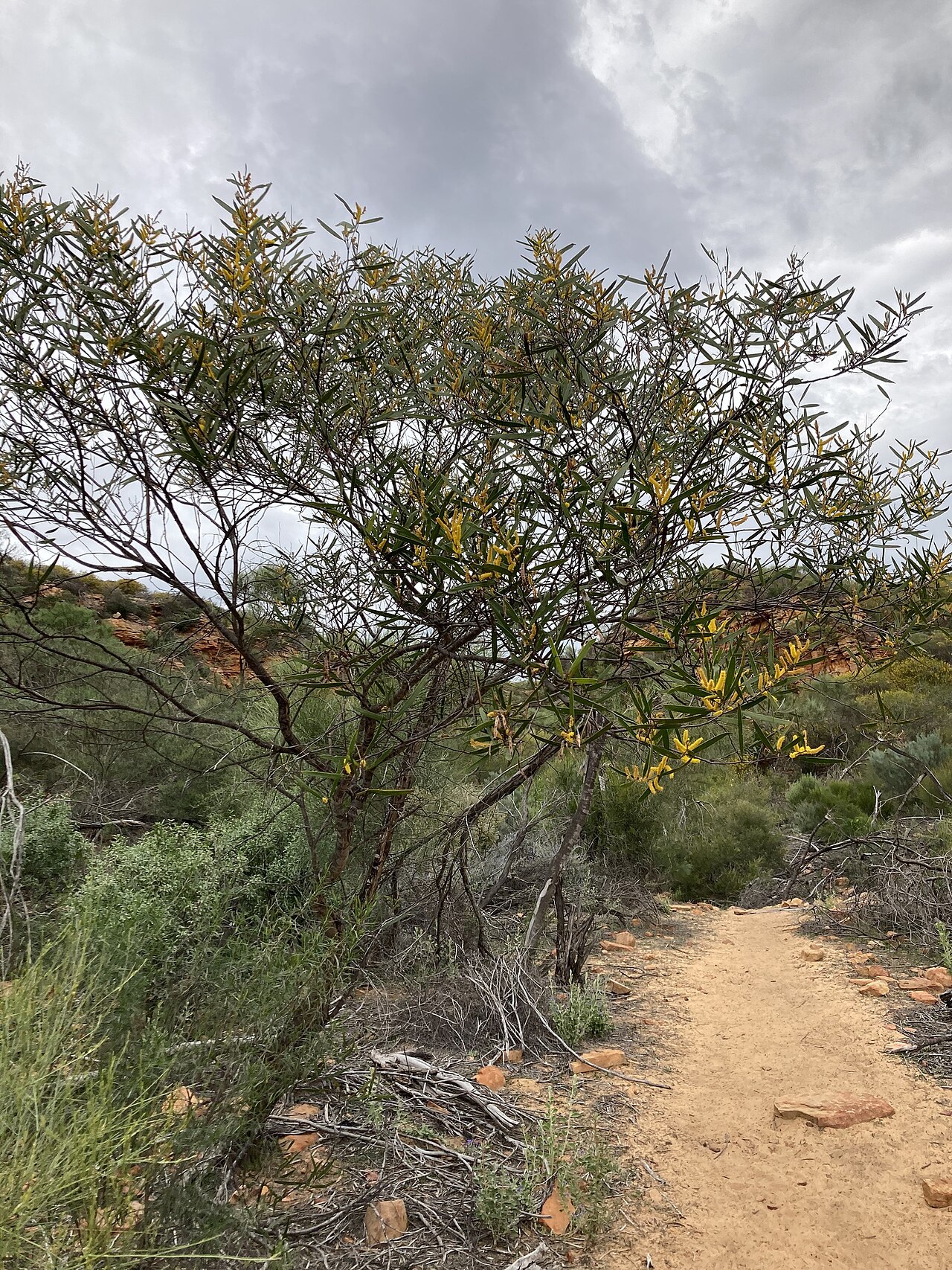 Acacia neurophylla: Acacia neurophylla in Australia