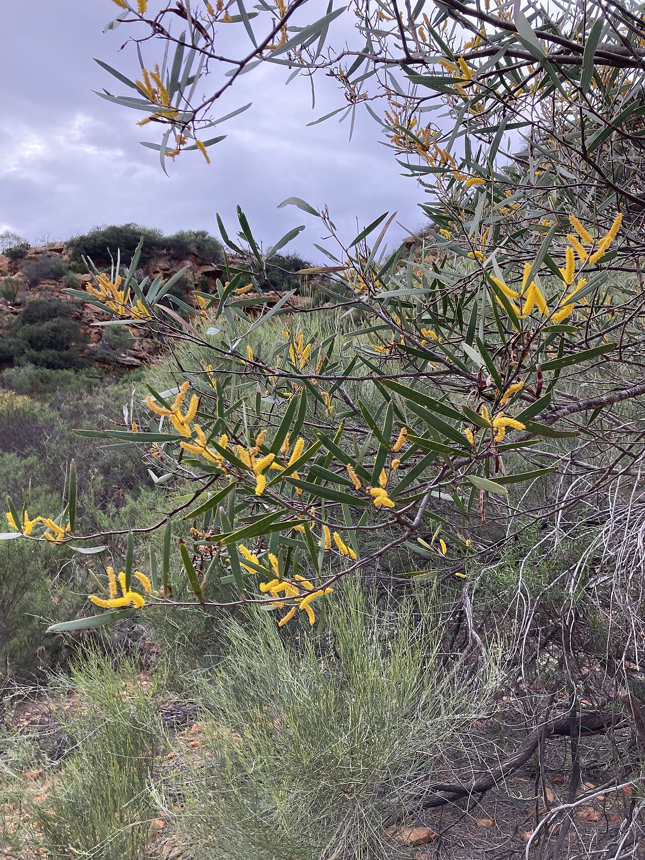 Acacia neurophylla: Acacia neurophylla in Australia