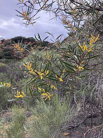 Acacia neurophylla: Acacia neurophylla near Kalbarri