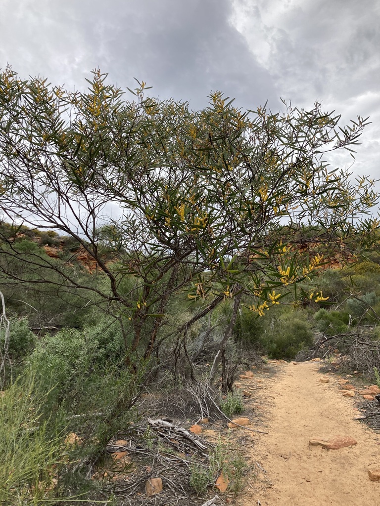 Acacia neurophylla (Acacia neurophylla)