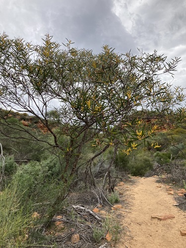 Acacia neurophylla (Acacia neurophylla)