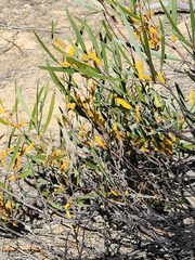 Acacia neurophylla (Acacia neurophylla)