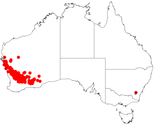 Acacia neurophylla: Acacia neurophylla occurrence data from Australasian Virtual Herbarium downloaded from https://doi.org/10.26197/5c0b1388984eb on 8 December 2018