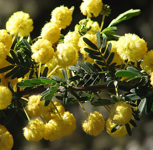 Acacia nigricans: Acacia nigricans , Maranoa Gardens, Balwyn, Victoria, Australia