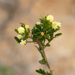 Acacia nigricans (Acacia nigricans)