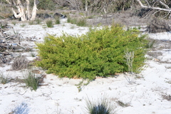 Acacia nigricans (Acacia nigricans)