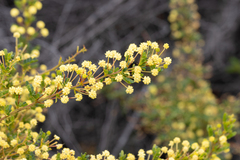 Acacia nigricans (Acacia nigricans)