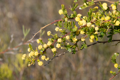 Acacia nigricans (Acacia nigricans)