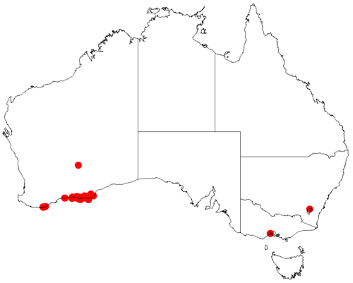 Acacia nigricans: Acacia nigricans occurrence data from Australasian Virtual Herbarium downloaded from https://doi.org/10.26197/5c0b1388984eb on 8 December 2018