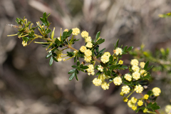 Acacia nigricans (Acacia nigricans)