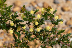 Acacia nigricans (Acacia nigricans)