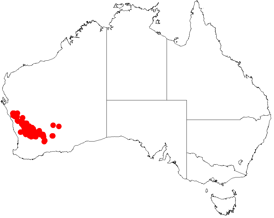 Acacia nigripilosa: Acacia nigripilosa occurrence data from Australasian Virtual Herbarium downloaded from https://doi.org/10.26197/5c0b1388984eb on 8 December 2018