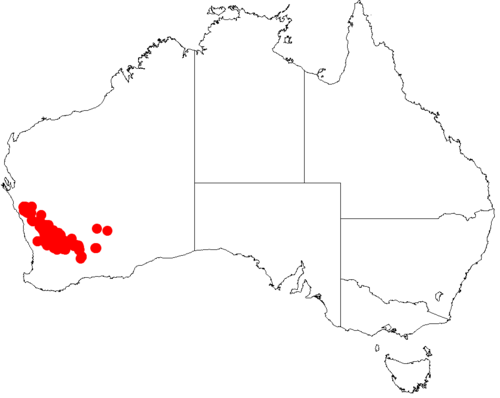 Acacia nigripilosa: Acacia nigripilosa occurrence data from Australasian Virtual Herbarium downloaded from https://doi.org/10.26197/5c0b1388984eb on 8 December 2018