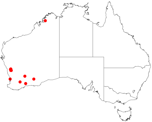 Acacia nodiflora: Acacia nodiflora occurrence data from Australasian Virtual Herbarium downloaded from https://doi.org/10.26197/5c0b1388984eb on 8 December 2018