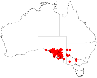 Notable wattle: Acacia notabilis occurrence data from Australasian Virtual Herbarium downloaded from https://doi.org/10.26197/5c0b1388984eb on 8 December 2018
