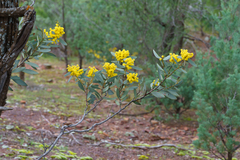 Notable wattle (Acacia notabilis)