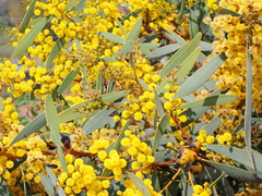 Notable wattle (Acacia notabilis)