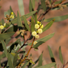 Notable wattle (Acacia notabilis)