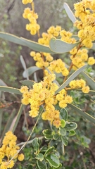 Notable wattle (Acacia notabilis)