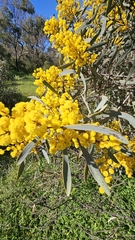 Notable wattle (Acacia notabilis)