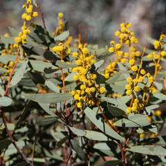 Notable wattle (Acacia notabilis)