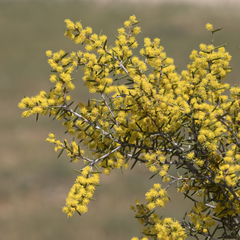 Acacia nyssophylla (Acacia nyssophylla)