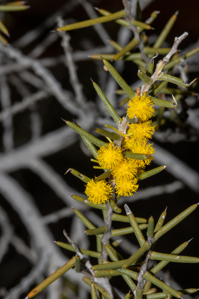 Acacia nyssophylla (Acacia nyssophylla)