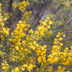Acacia nyssophylla (Acacia nyssophylla)