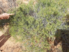Acacia nyssophylla (Acacia nyssophylla)