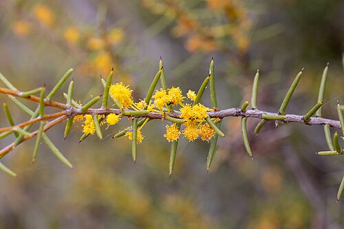 Acacia nyssophylla: Acacia nyssophylla near Lake Gilles, in South Australia