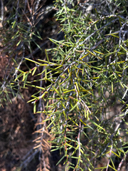 Acacia nyssophylla (Acacia nyssophylla)