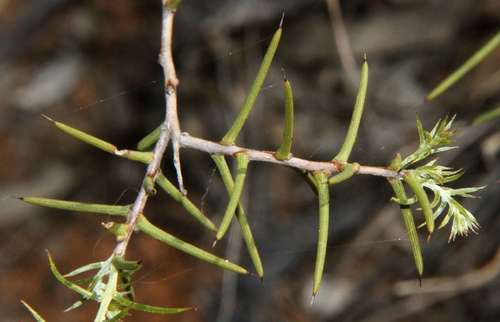 Acacia nyssophylla (Acacia nyssophylla)