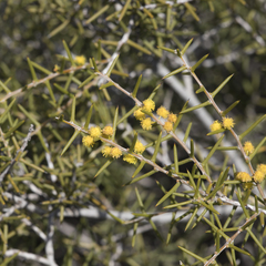 Acacia nyssophylla (Acacia nyssophylla)
