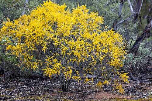 Acacia nyssophylla: Habit of Acacia nyssophylla in Clements Gap Conservation Park