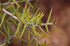 Acacia nyssophylla (Acacia nyssophylla)