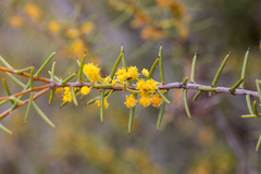Acacia nyssophylla (Acacia nyssophylla)