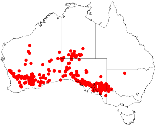 Acacia nyssophylla: Acacia nyssophylla occurrence data from Australasian Virtual Herbarium downloaded from https://doi.org/10.26197/5c0b1388984eb on 8 December 2018