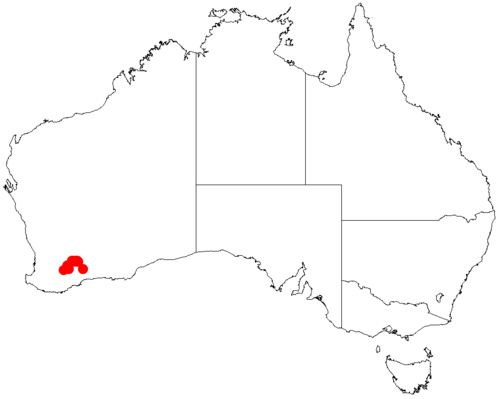 Acacia obesa: Acacia obesa occurrence data from Australasian Virtual Herbarium downloaded from https://doi.org/10.26197/5c0b1388984eb on 8 December 2018