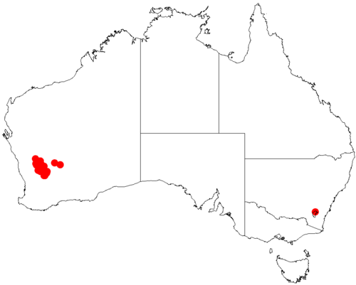 Acacia obtecta: Acacia obtecta occurrence data from Australasian Virtual Herbarium downloaded from https://doi.org/10.26197/5c0b1388984eb on 8 December 2018