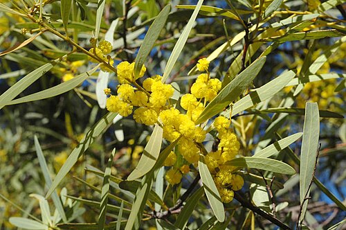 Acacia obtusata: Acacia obtusata in the Australian National Botanic Gardens