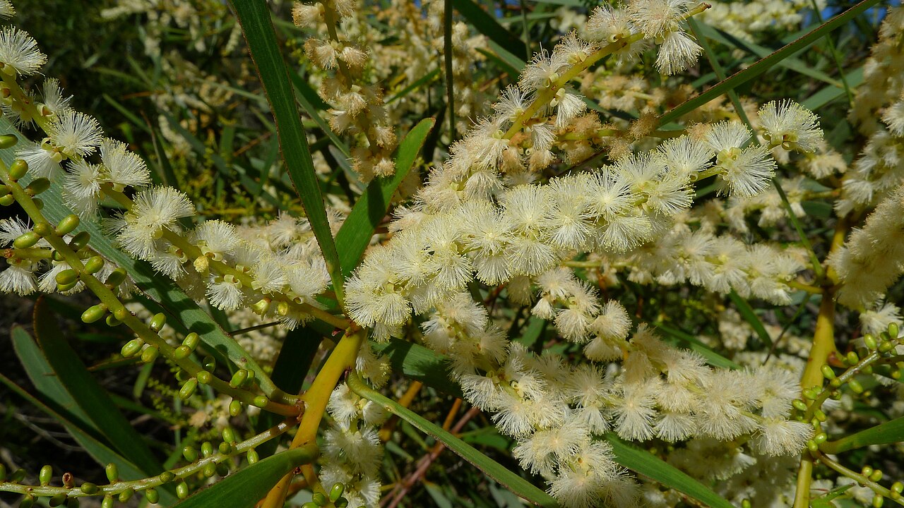Blunt-leaf wattle: Acacia obtusifolia . Woronora Reserve, Barden Ridge, NSW Australia, December 2011. Acacia obtusifolia flowers from December to February.