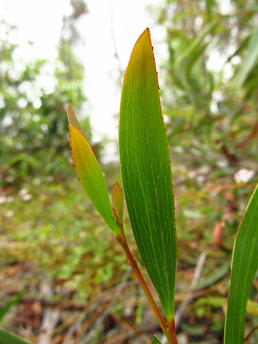 Blunt-leaf wattle (Acacia obtusifolia)
