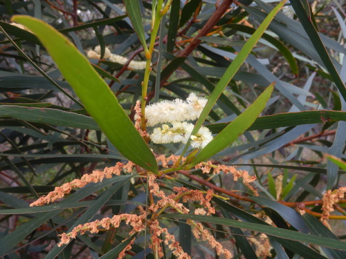 Blunt-leaf wattle (Acacia obtusifolia)