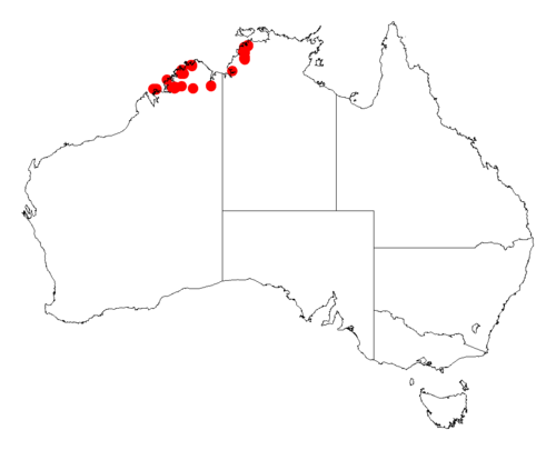 Acacia oligoneura: Acacia oligoneura occurrence data from Australasian Virtual Herbarium downloaded from https://doi.org/10.26197/5c0b1388984eb on 8 December 2018