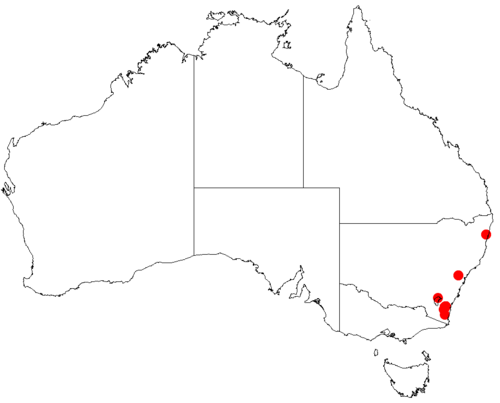 Acacia olsenii: Acacia olsenii occurrence data from Australasian Virtual Herbarium downloaded from https://doi.org/10.26197/5c0b1388984eb on 8 December 2018